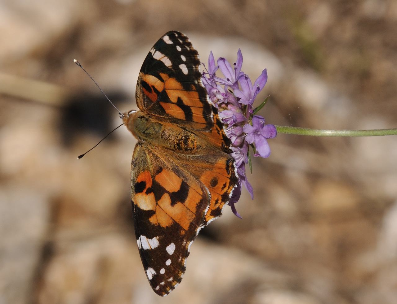 ID Lepidottero N.1 : Vanessa cardui